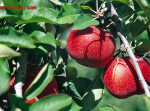 果树专用抗旱保水剂
