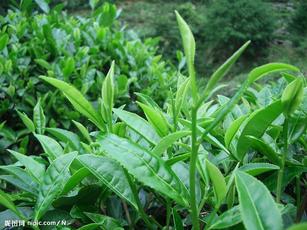 茶叶专用抗旱保水剂